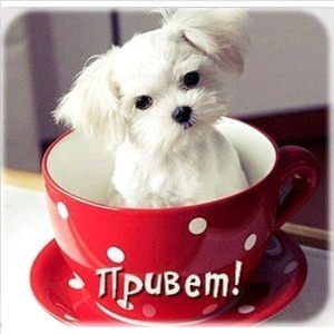 Тамила Бекишова