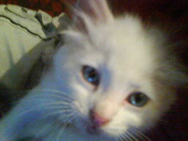 Светлана Панченко