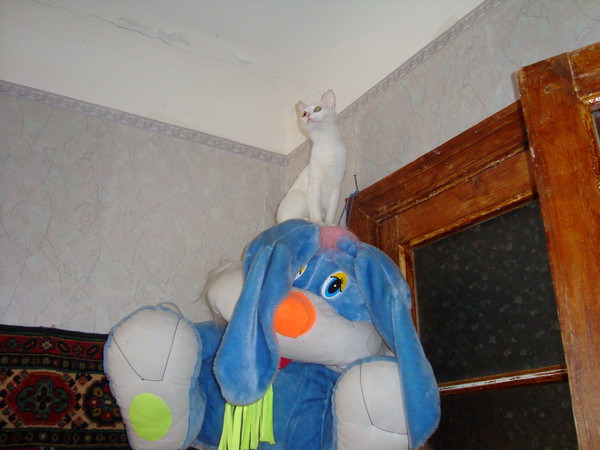 Ольга Аляева