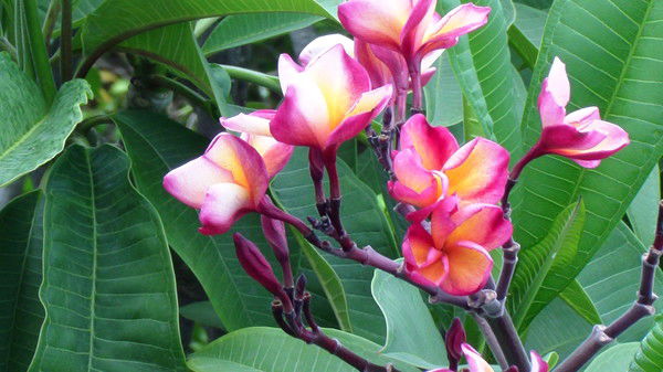 Татьяна Черешнева