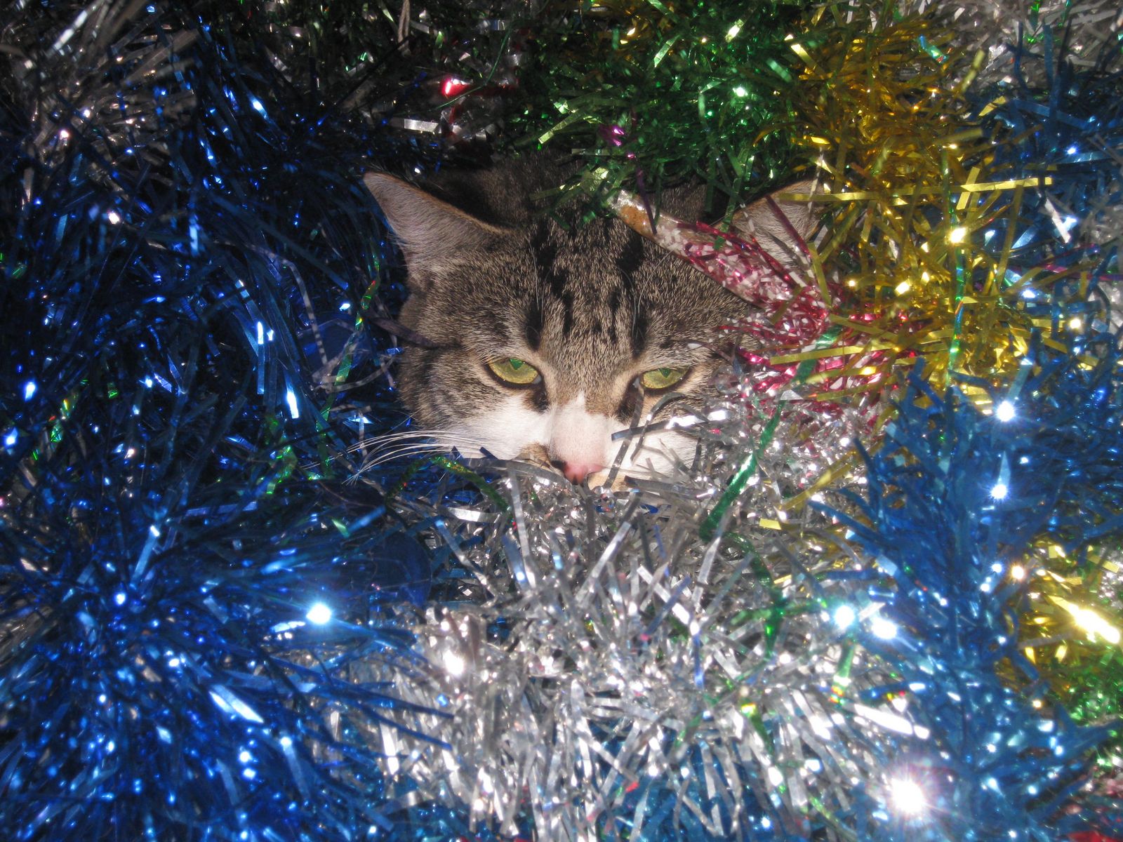 Елена Маслова