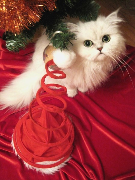 Елена ********