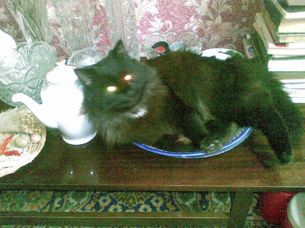 Елена Тихонова