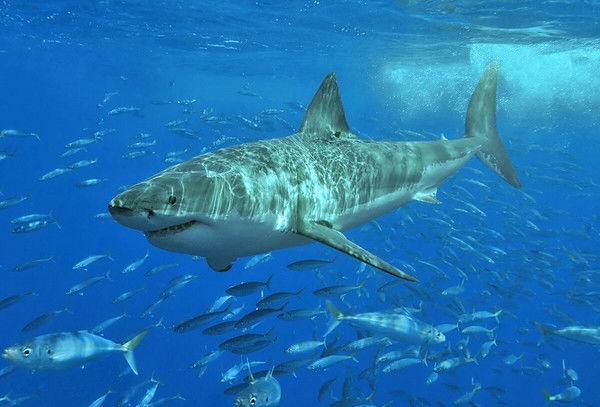 Геннадий Чернаков