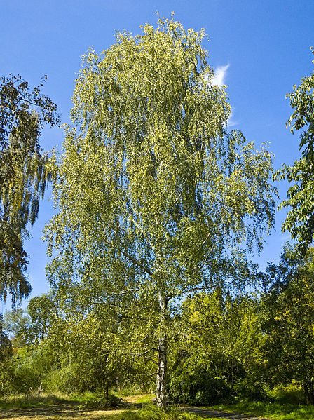 Oraz Nazarbaev