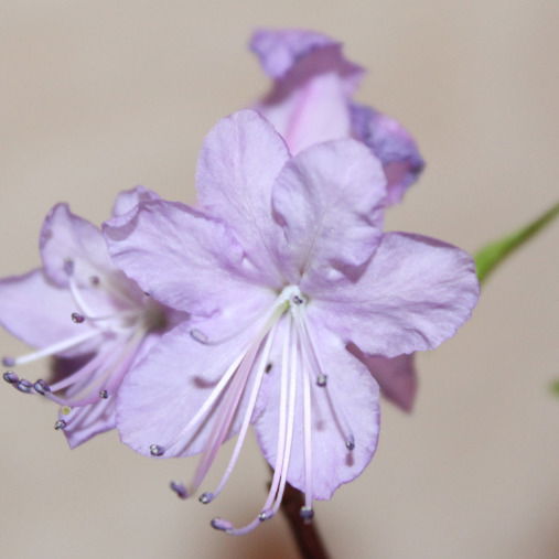 Андрей Петров