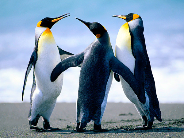 Ctal Titan