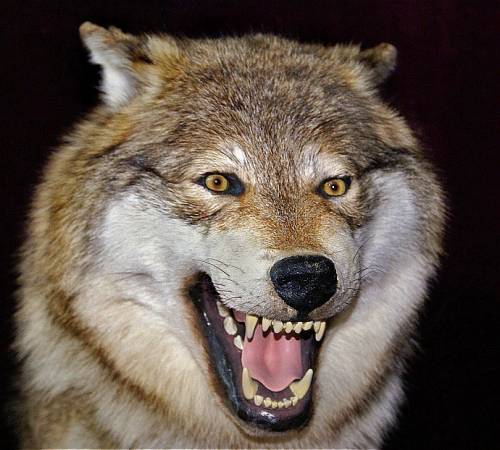 Валера Лукаш