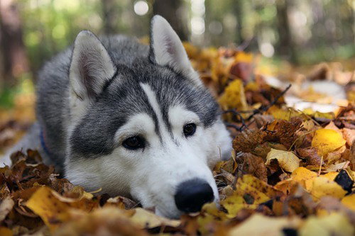 Андрей Мякишев
