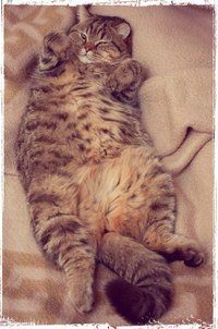 Роман Брындин