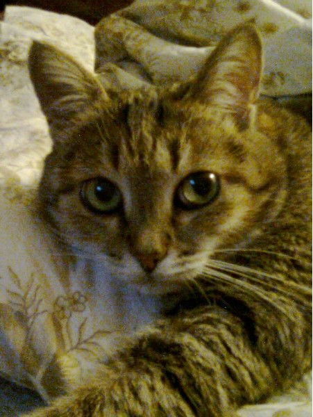 Елена Ревенкова