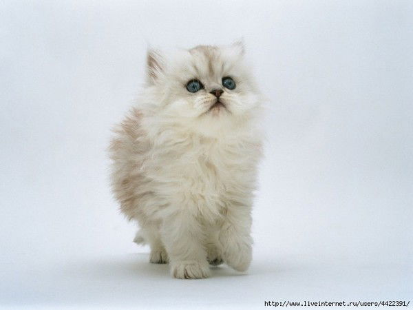 Ольга Павлова