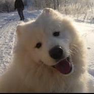 Роман Борисов