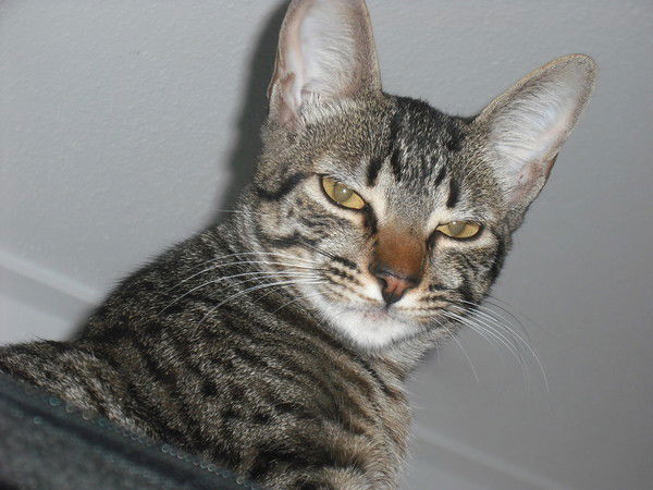 Инна Грозинская