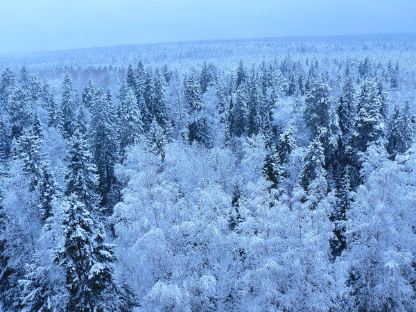 Дмитрий Булаев