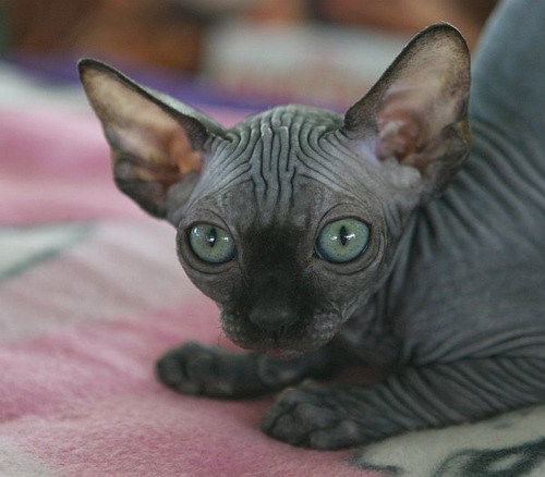 Елена Пуссеп