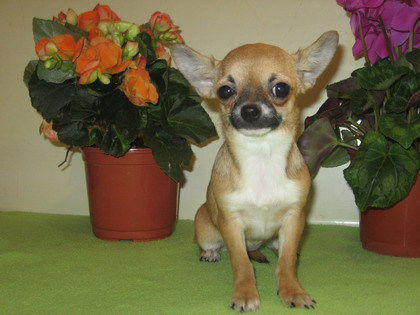 Елена Калиниченко