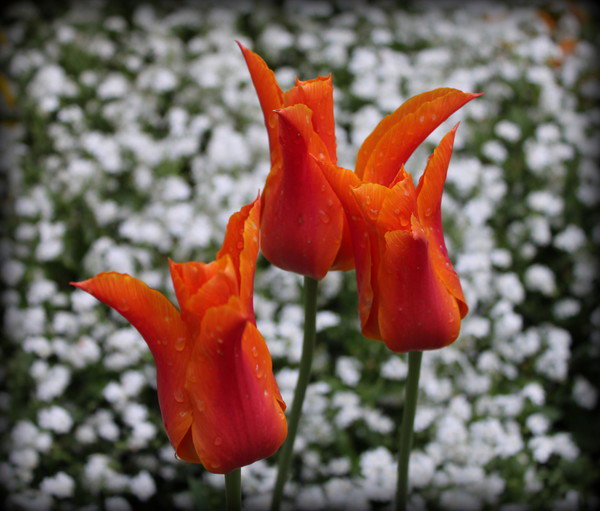 ******* Тюльпан