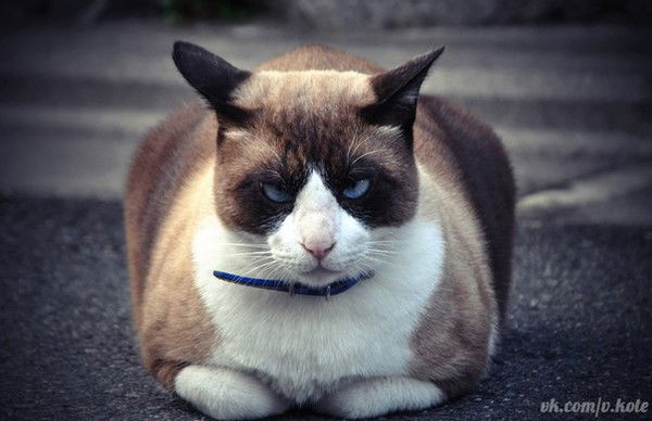 Людмила Семашко