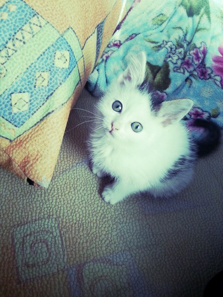 Лана