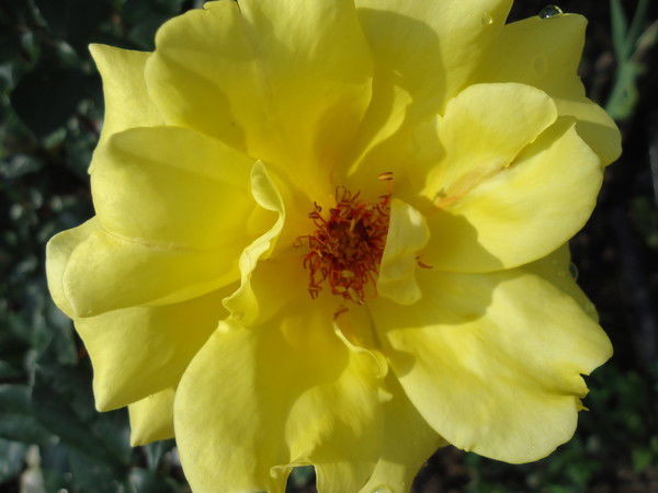 Сергей Мосесян