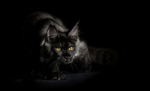 Екатерина Колесникович