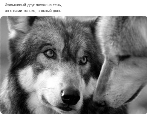 Бродяга Амурский