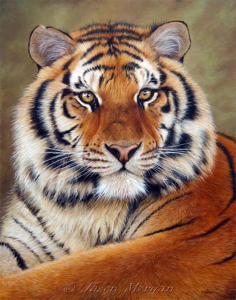 Tigr Tigr_Tigr