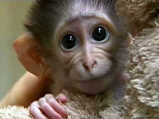 Галина Середан