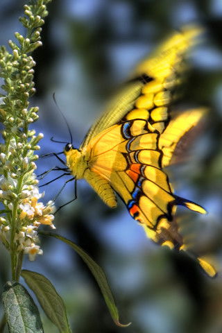 Арина Антонова