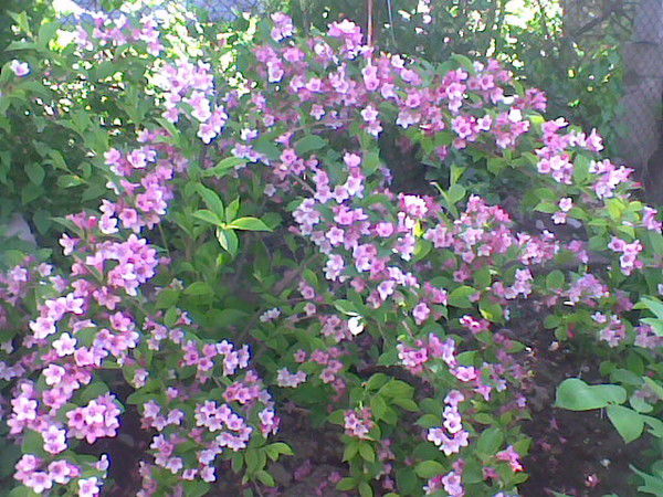 Нурия Санчаева