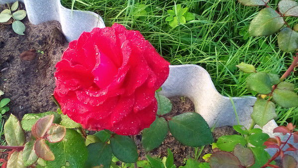 Наталья Михайловна