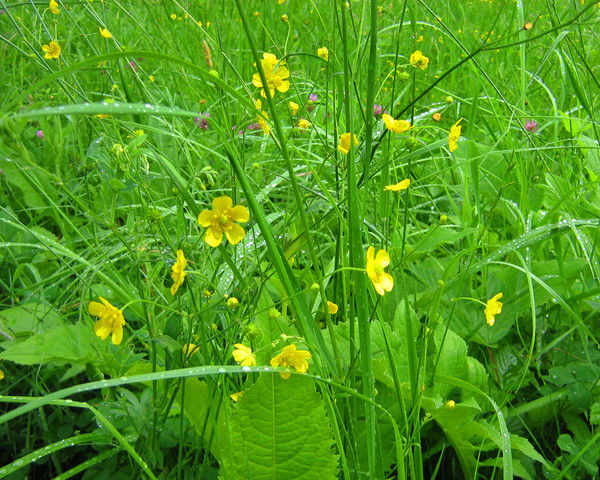 Анна Гончаренко