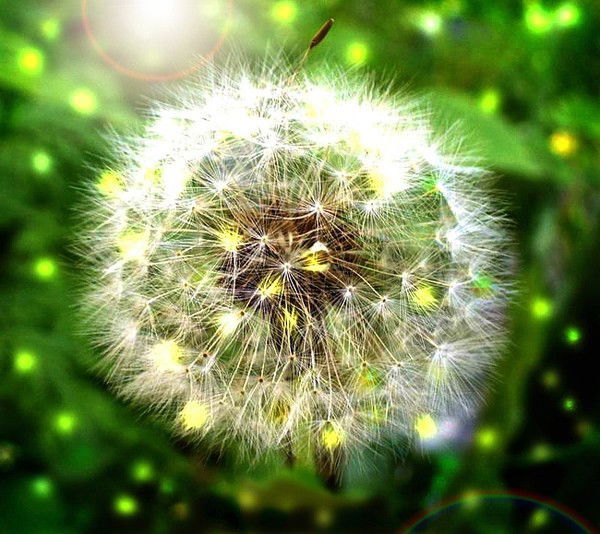 Елена Сазонова