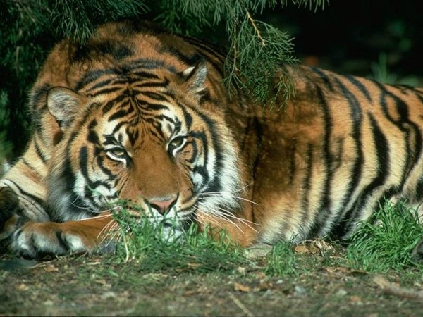 Tiger Tried