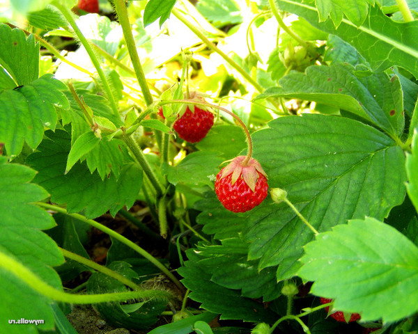 Шустрова Лариса