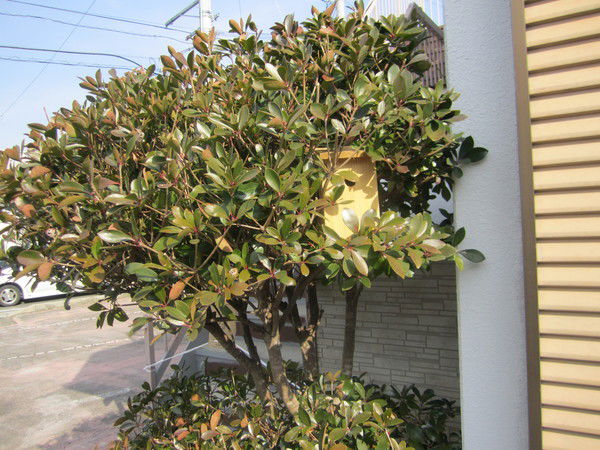 Фазлиддин Мамарасулов