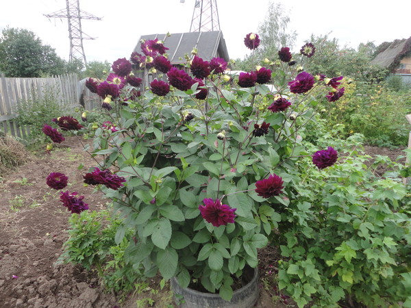 Александра Аристова