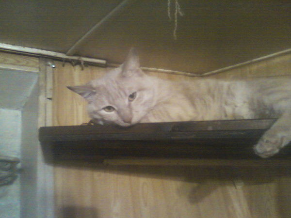 Сердце Камня