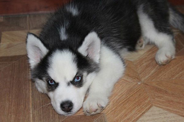 Алиса Хомякова