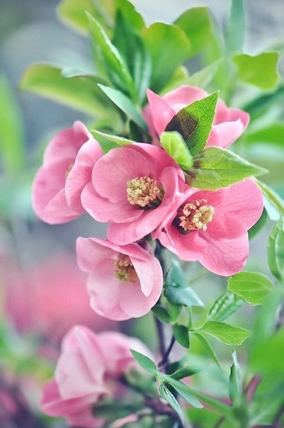 Лунное Сияние