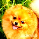 Хрустальная *