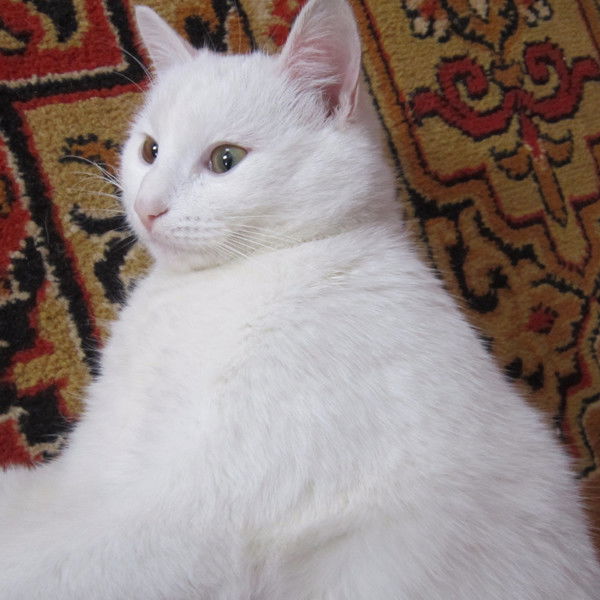 Андрій Абраш