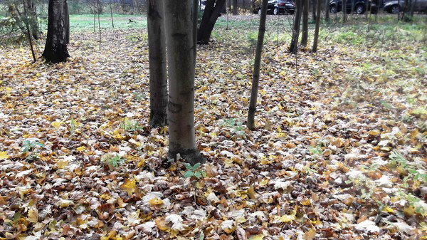 Робинзон Крузо