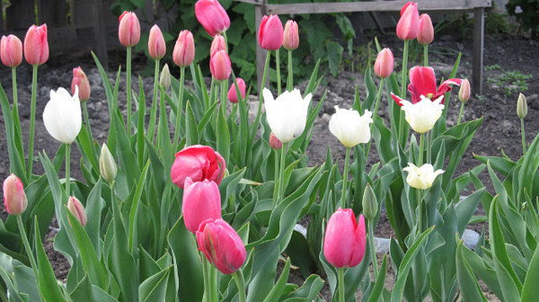 Кахрамон Маликов