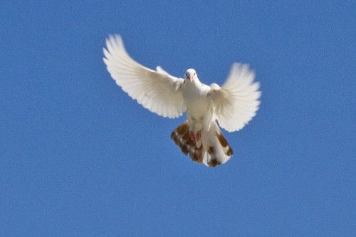 Андрей Темербек