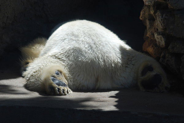 Илья Степанов