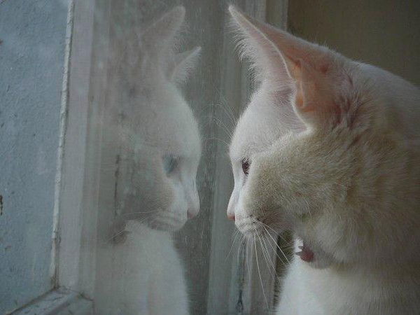 Игорь Тарасов