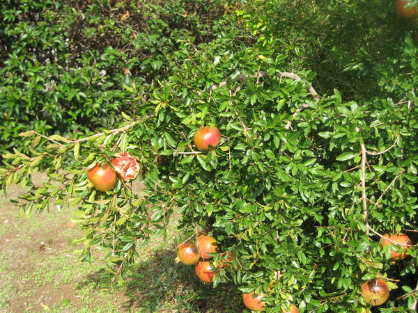 Марина Мавропуло
