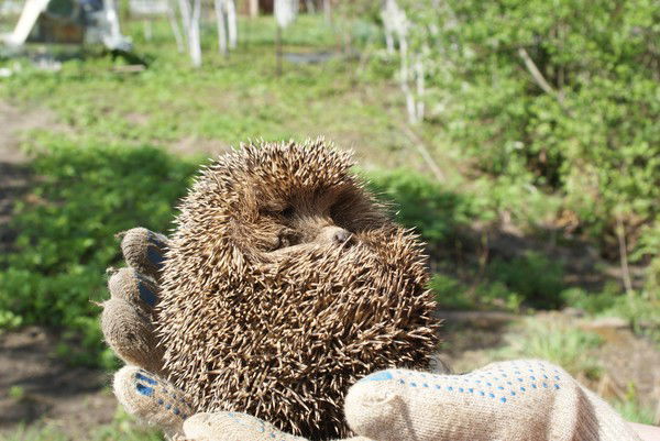 Виктор Назарук